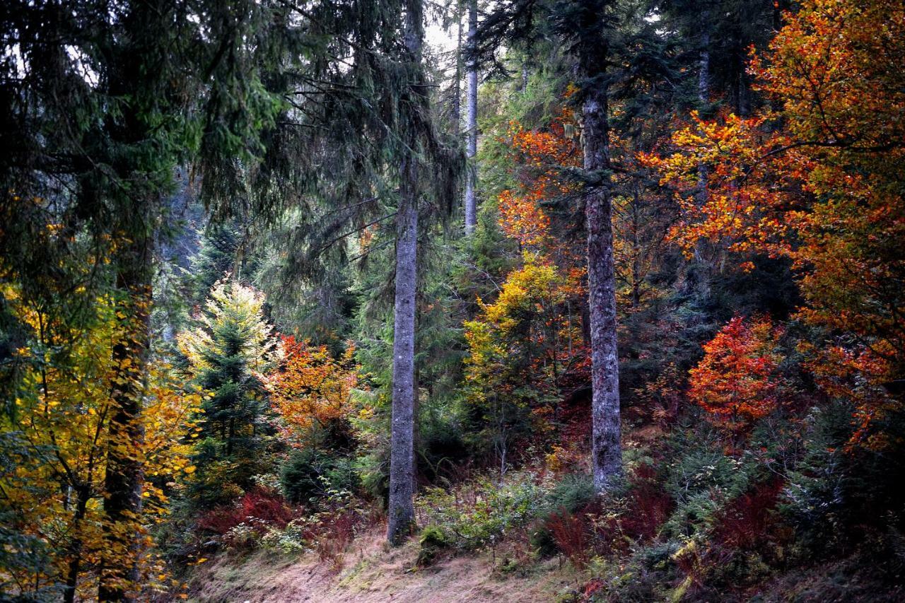 C1 Albmatte-Fewo Sauna, Hallenbad Aussenbecken Massagen Nebenan Menzenschwand-Hinterdorf Εξωτερικό φωτογραφία